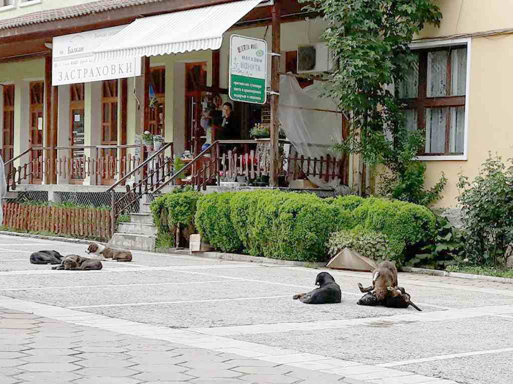 В Девин поискаха обявяване на бедствено положение заради бездомните кучета