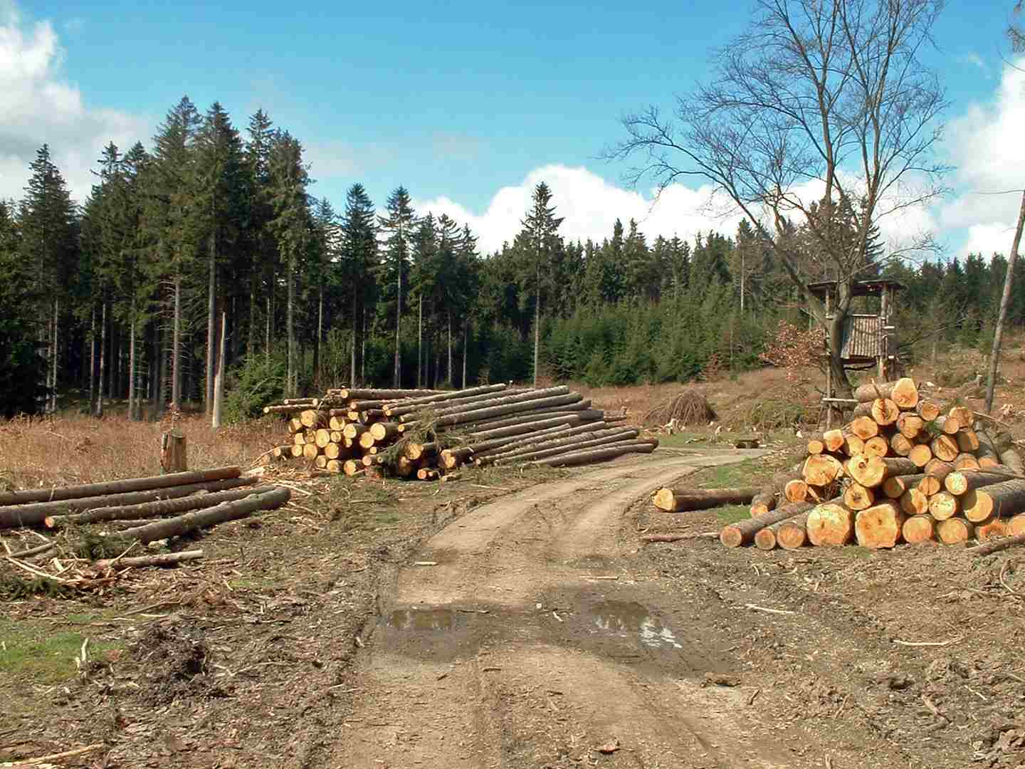 29-годишен мъж пострада при дърводобив във Виево